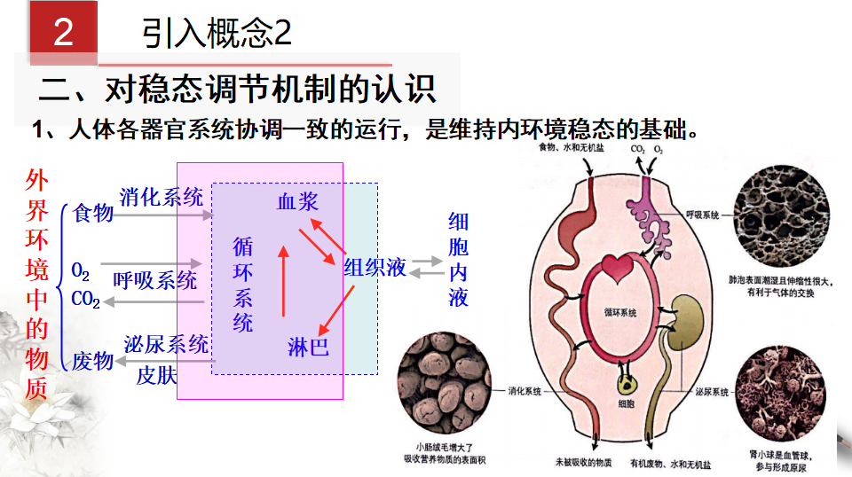1.2 内环境的稳态（课件）-2020-2021学年高二上学期生物学同步精品课堂（2019人教版选择性必修1）共27张PPT_16.png