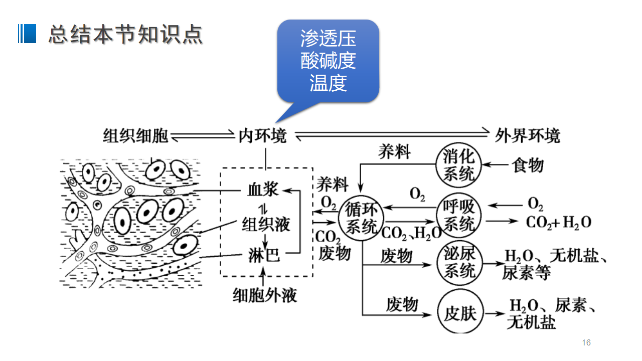 1.1 细胞生活的环境 课件 【新教材】人教版（2019）高中生物选择性必修一_16.png