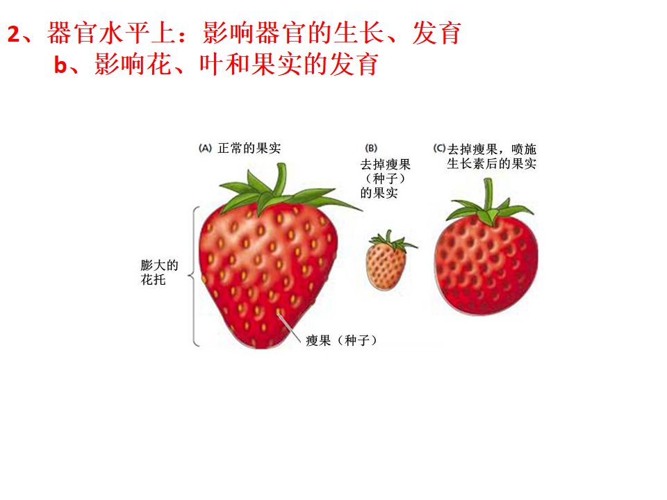 （新教材）人教版（2019）高中生物 选择性必修1 5.1 植物生长素 课件共22张PPT_15.png