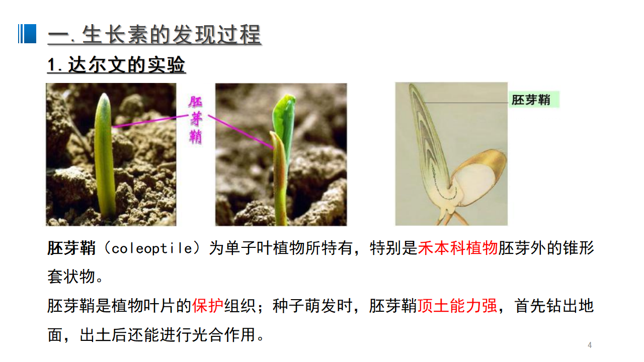 5.1 植物生长素 课件 【新教材】人教版（2019）高中生物选择性必修一_04.png