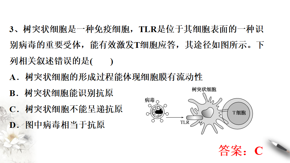 4.1 免疫系统的组成和功能（课件）-2020-2021学年上学期高二生物学同步精品课堂（新教材人教版选择性必修1）（共23张PPT）_20.png