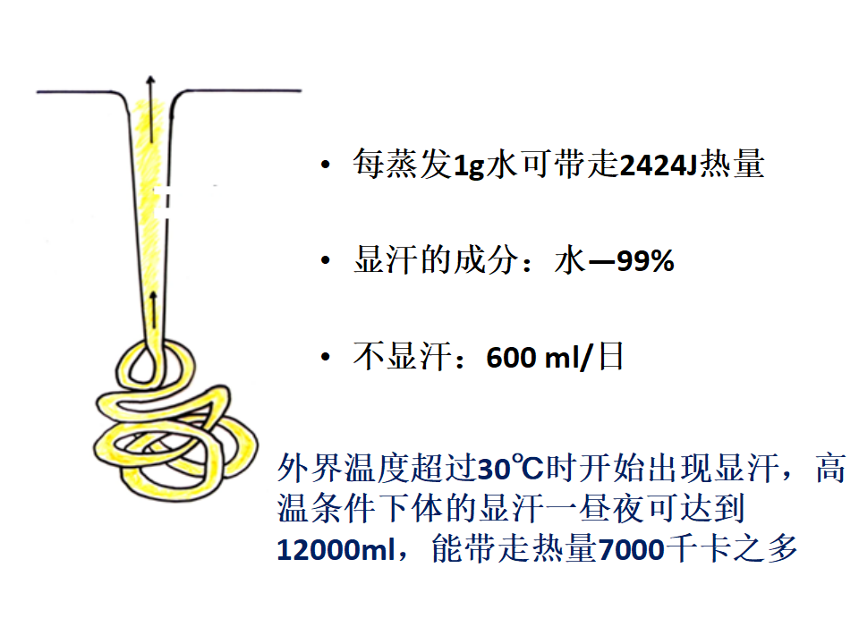 3.3 体液调节与神经调节的关系 课件共35张PPT_21.png