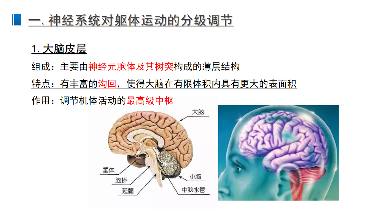 2.4 神经系统的分级调节 课件 【新教材】人教版（2019）高中生物选择性必修一_02.png