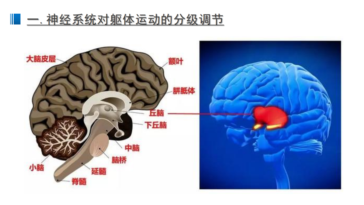 2.4 神经系统的分级调节 课件 【新教材】人教版（2019）高中生物选择性必修一_05.png