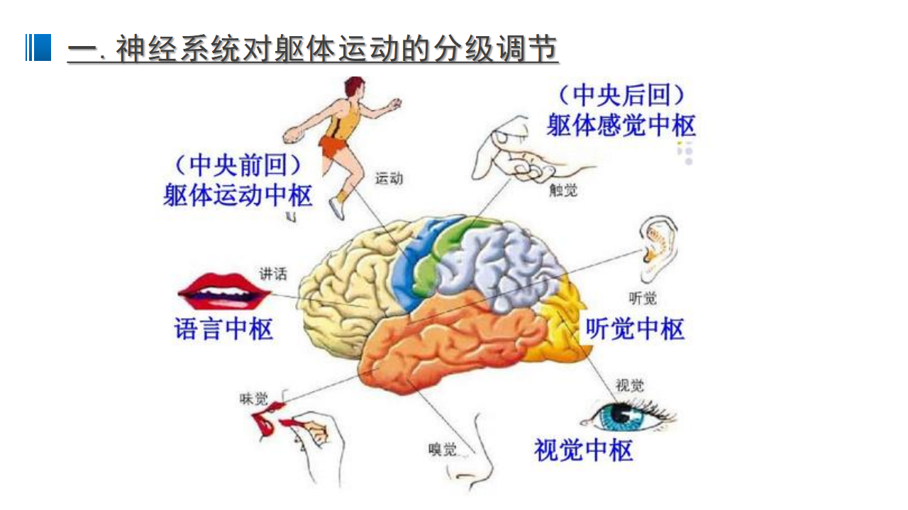 2.4 神经系统的分级调节 课件 【新教材】人教版（2019）高中生物选择性必修一_08.png