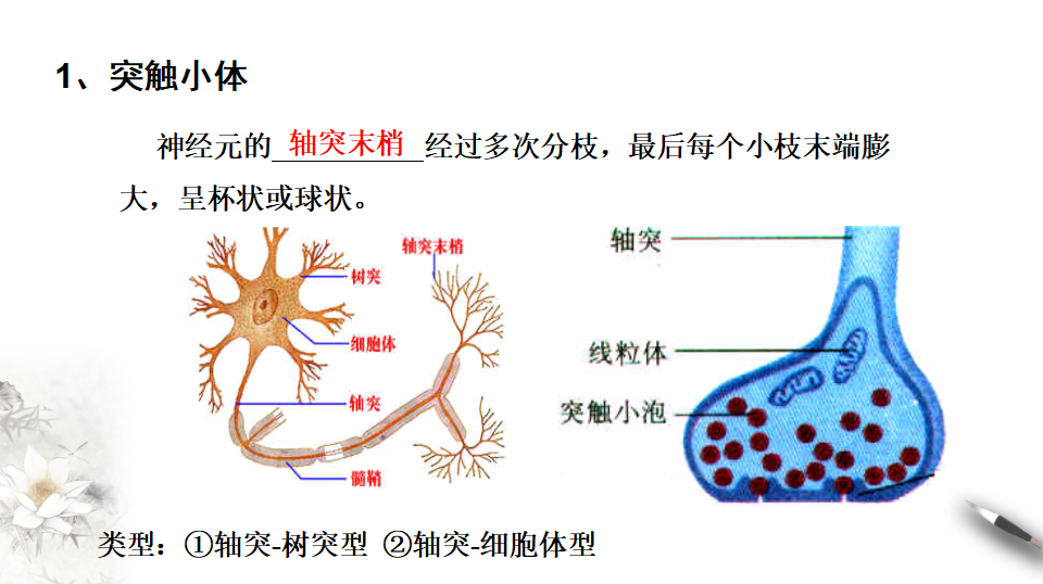 2.3 神经冲动的产生和传导（课件）-2020-2021学年高二上学期生物学同步精品课堂（2019人教版选择性必修1）（共36张PPT）_17.png