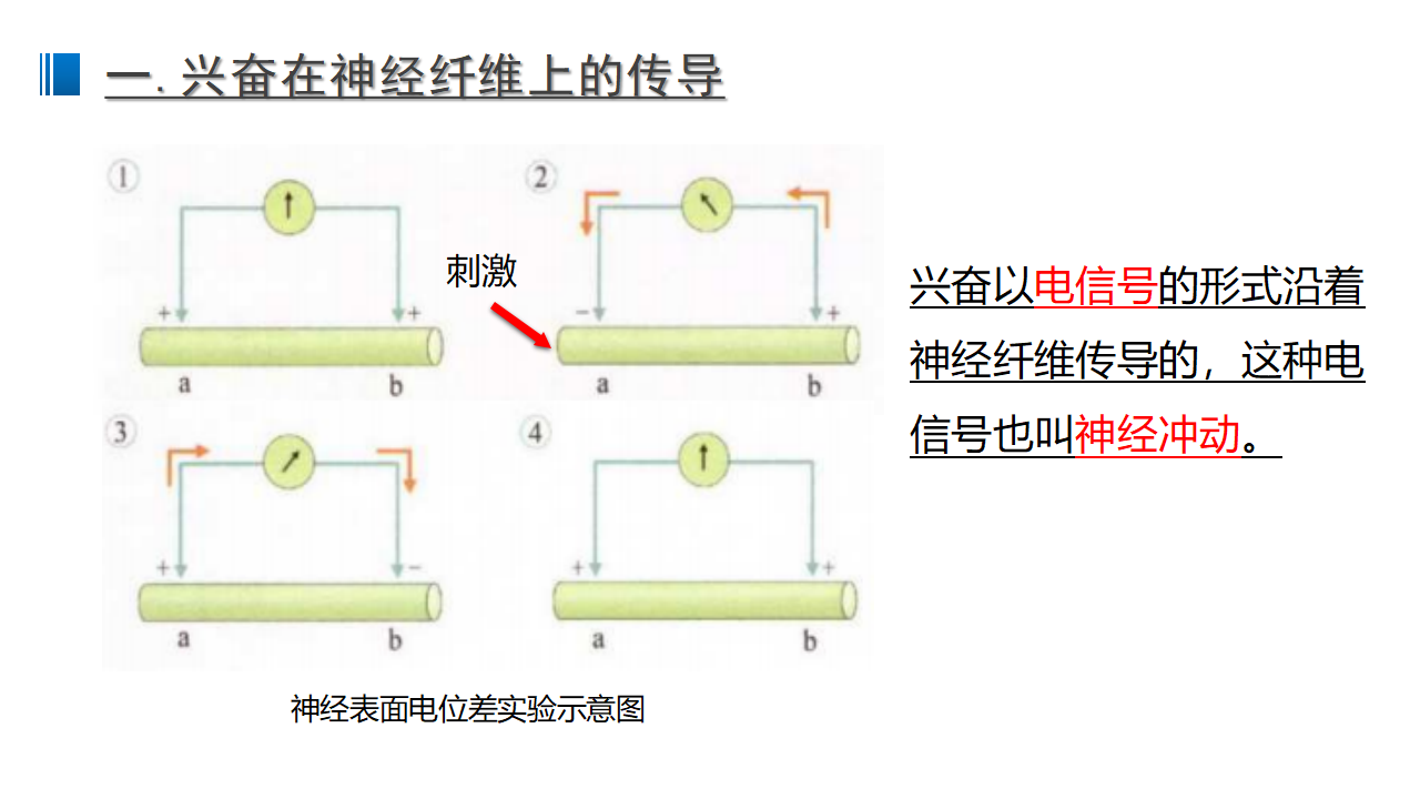 2.3 神经冲动的产生和传导 课件 【新教材】人教版（2019）高中生物选择性必修一_04.png