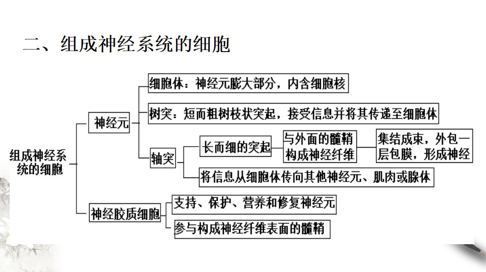 2.1 神经调节的结构基础（课件）-2020-2021学年高二上学期生物学同步精品课堂（2019人教版选择性必修1）（共23张PPT）_22.png