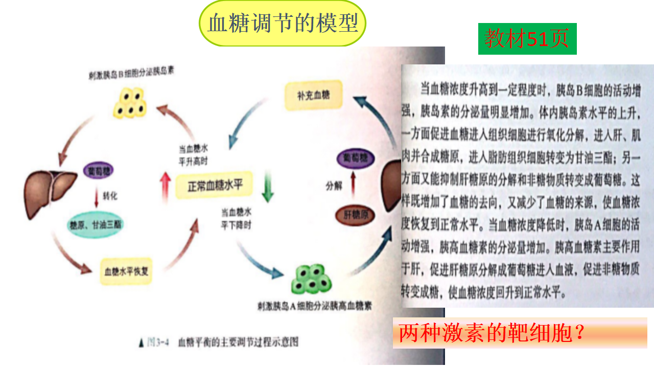 （新教材）人教版（2019）高中生物 选择性必修1 3.2 激素调节的过程 课件共53张PPT_14.png