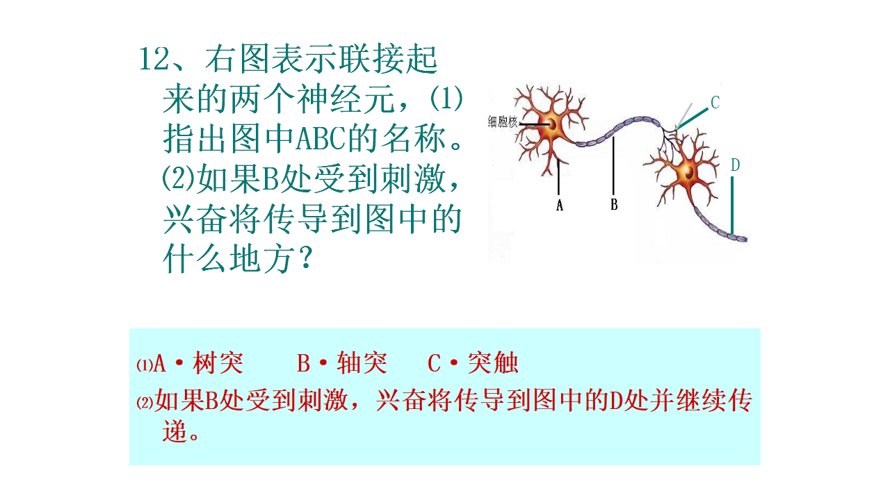 （新教材）人教版（2019）高中生物 选择性必修1 2.3 神经冲动的产生和传导 课件共45张PPT_42.png