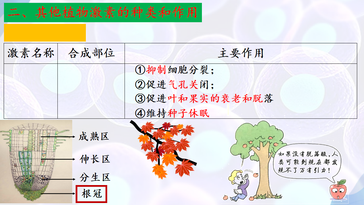 5.2 其他植物激素-【探究课堂】2022-2023学年高二生物上学期同步优质课件（人教版2019选择性必修1）_35297712_20.png