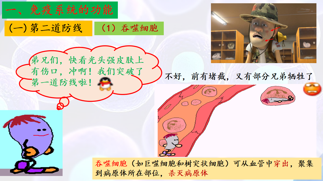 4.1 免疫系统的组成和功能（第二课时）-【探究课堂】2022-2023学年高二生物上学期同步优质课件（人教版2019选择性必修1）_10.png