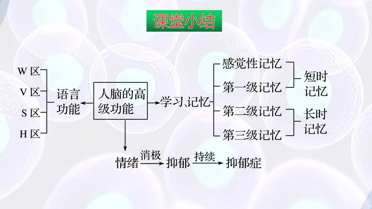 2.5人脑的高级功能-【探究课堂】2022-2023学年高二生物上学期同步优质课件（人教版2019选择性必修1）_31.png