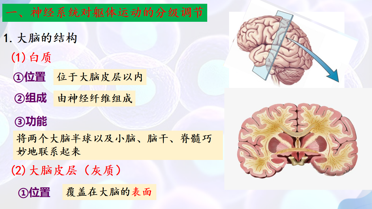 2.4神经系统的分级调节-【探究课堂】2022-2023学年高二生物上学期同步优质课件（人教版2019选择性必修1）_07.png