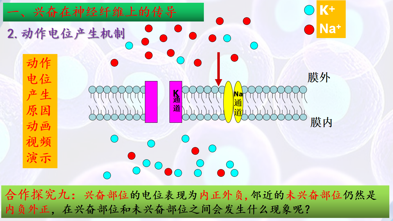 2.3神经冲动的产生和传导（第一课时）-【探究课堂】2022-2023学年高二生物上学期同步优质课件（人教版2019选择性必修1）_15.png