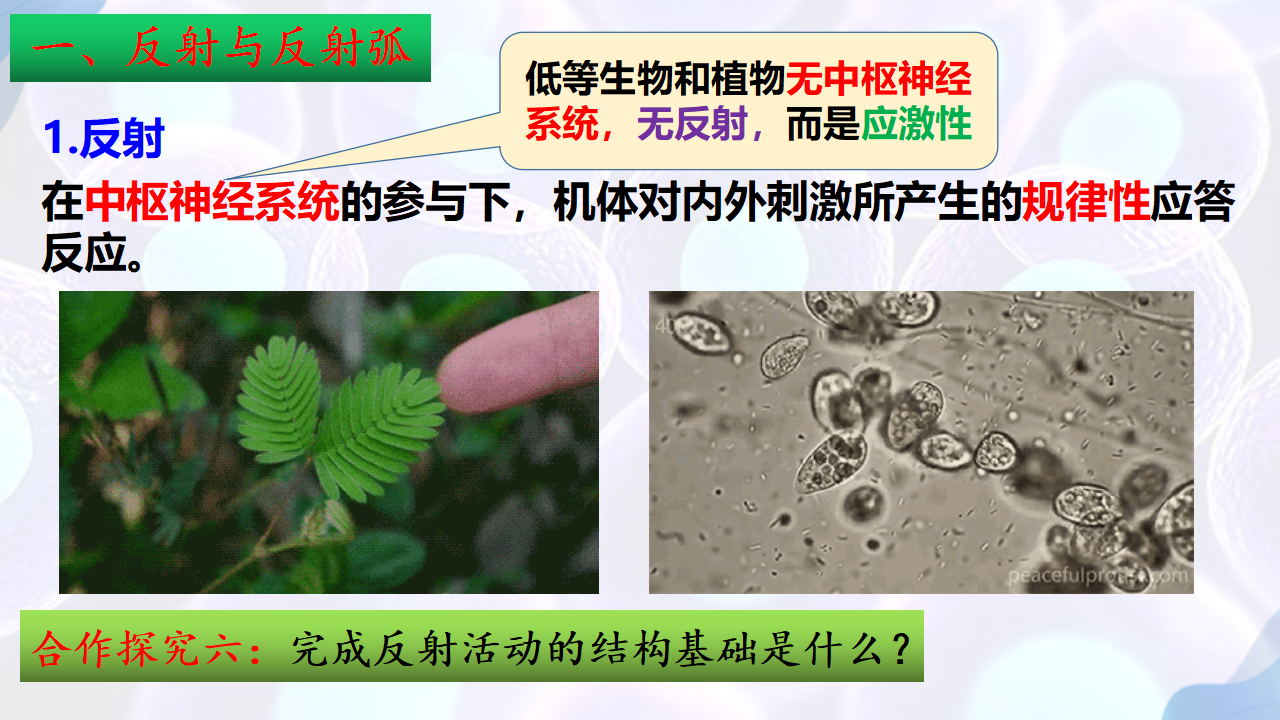 2.2神经调节的基本方式-【探究课堂】2022-2023学年高二生物上学期同步优质课件（人教版2019选择性必修1）_08.png