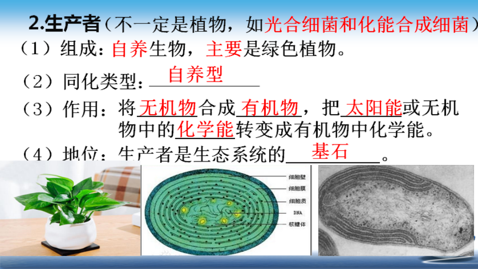 3.1生态系统的结构 课件43张PPT_15.png