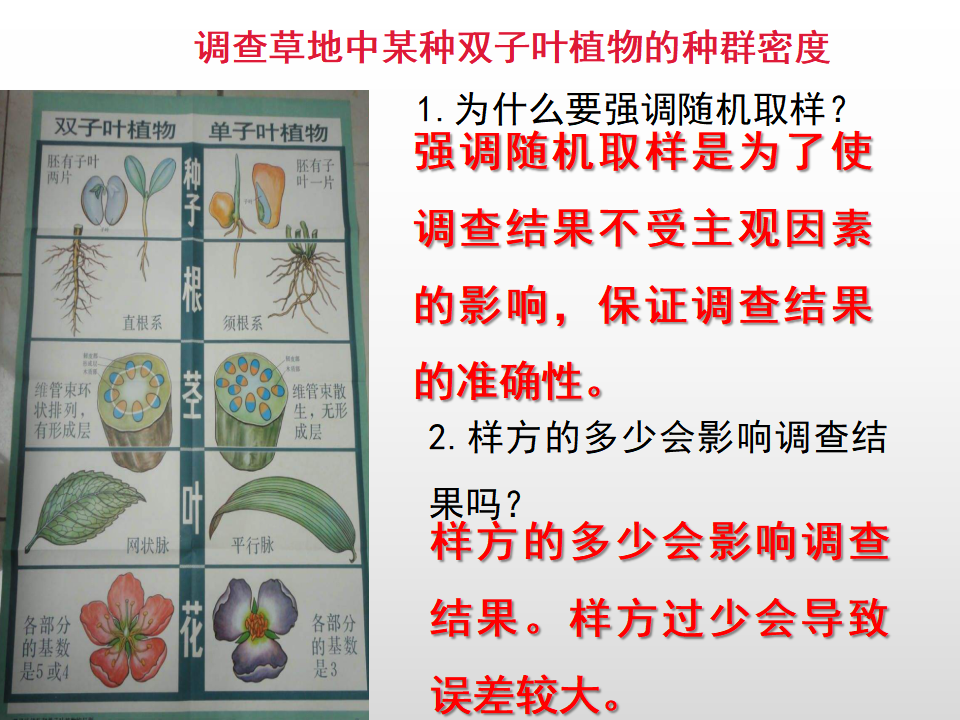 1.1 种群的数量特征 课件26张_13.png