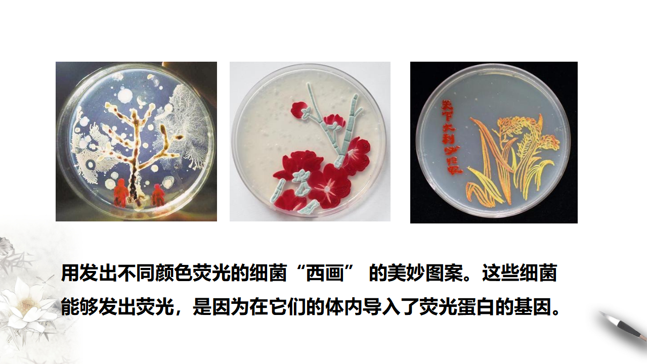 第4节  蛋白质工程的原理和应用_03.png