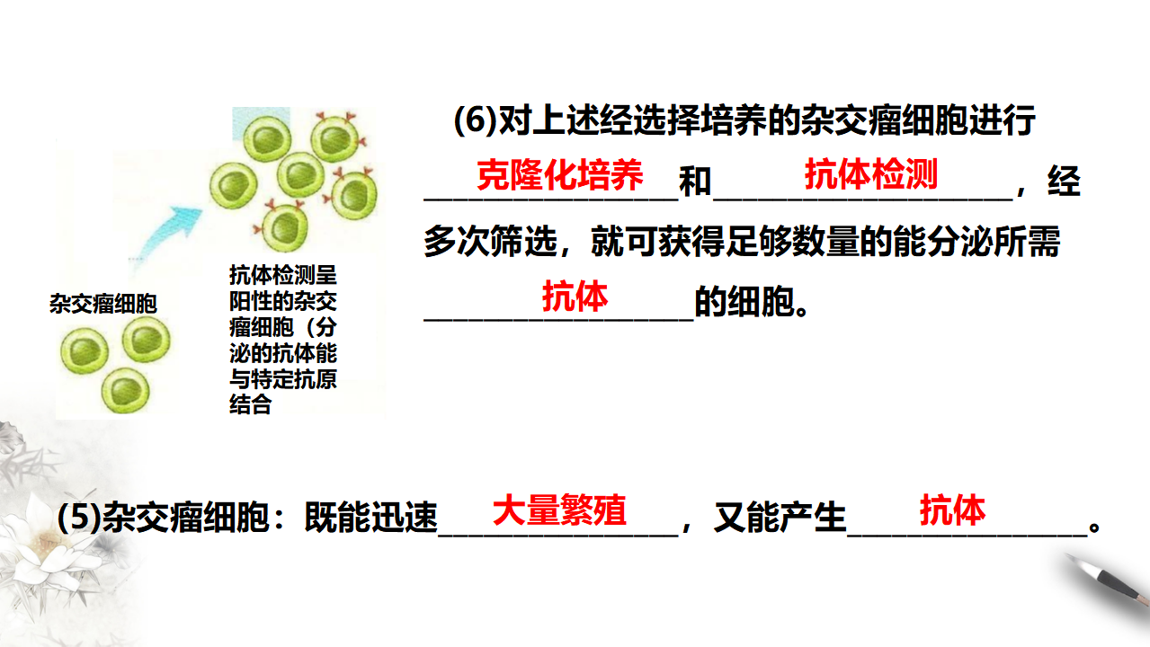 第2节  二  动物细胞融合技术与单克隆抗体_15.png