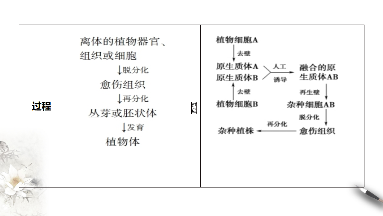 第1节  一  植物细胞工程的基本技术_24.png