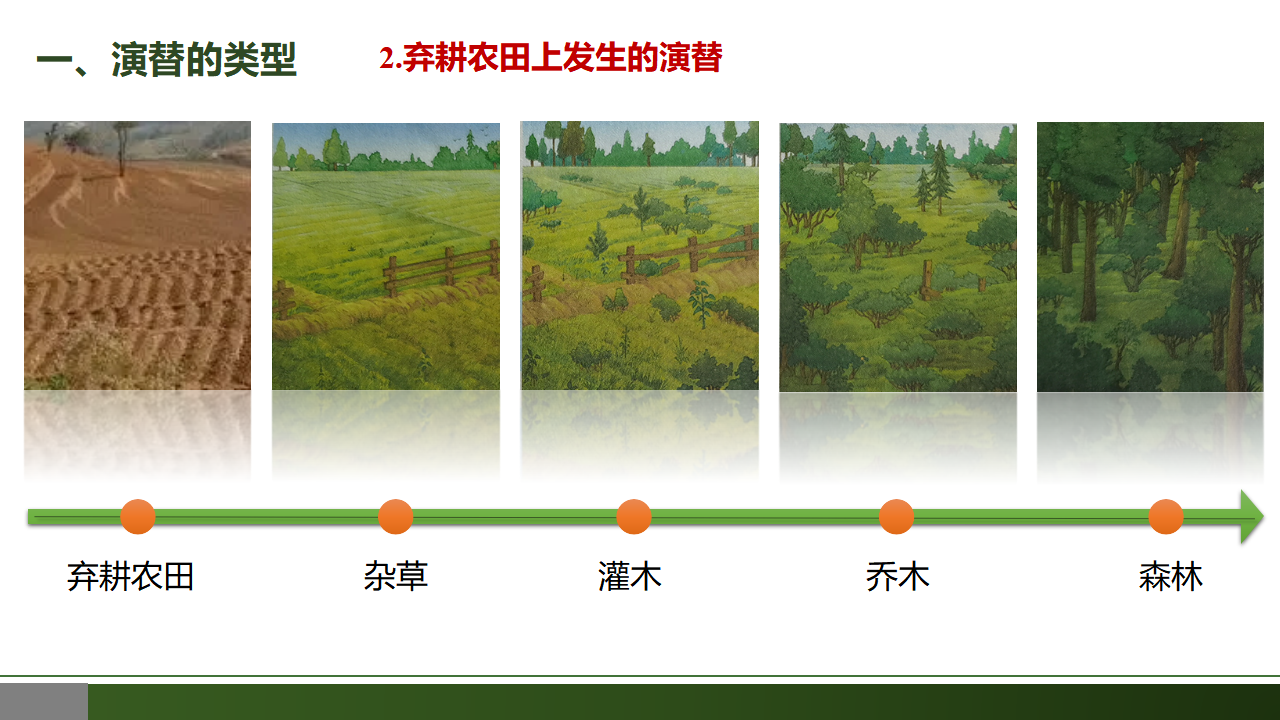 2.3 群落的演替-【优质课堂】2022-2023学年高二生物同步教学课件（人教版2019选择性必修2）_14.png