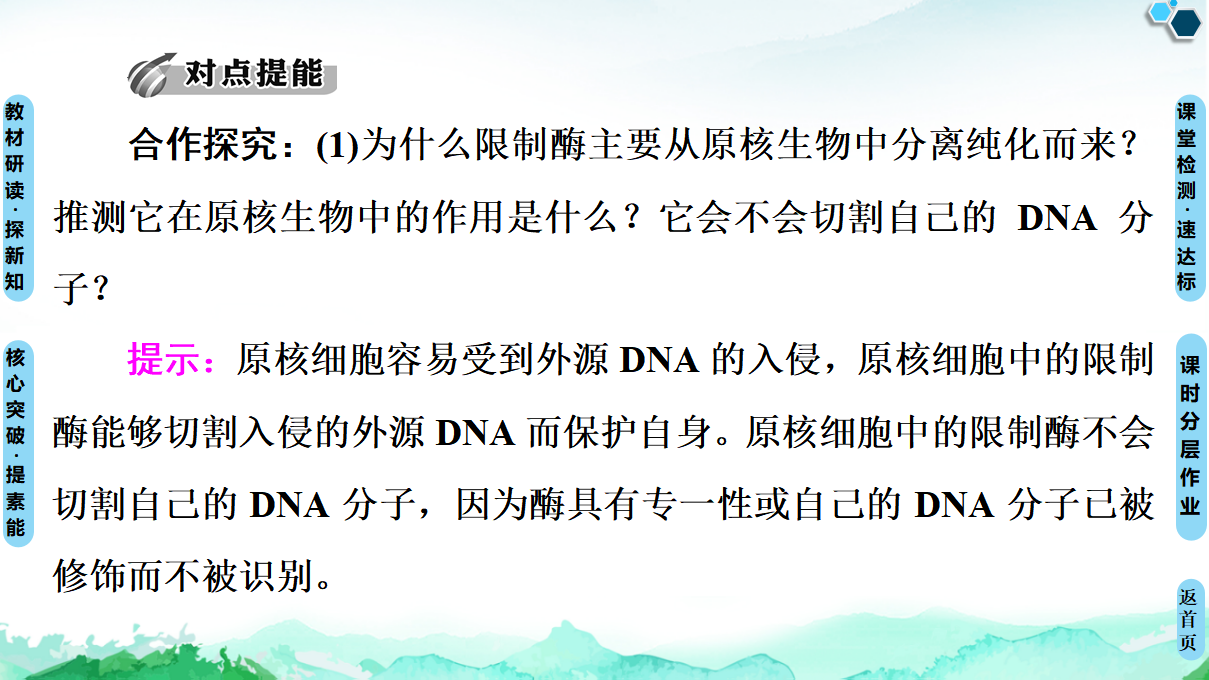 第3章 第1节 重组DNA技术的基本工具 课件【新教材】人教版（2019）高中生物选择性必修3_32.png