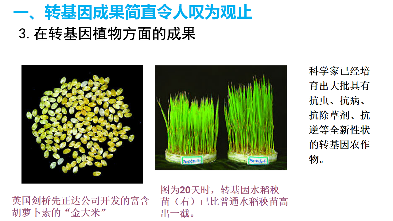 4.1转基因产品的安全性 课件【新教材】2020-2021学年人教版（2019）高二生物选择性必修三_11.png
