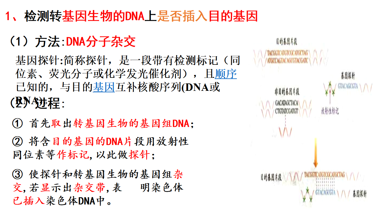 3.2 基因工程的基本操作程序 课件【新教材】2020-2021学年人教版（2019）高二生物选择性必修三_33.png