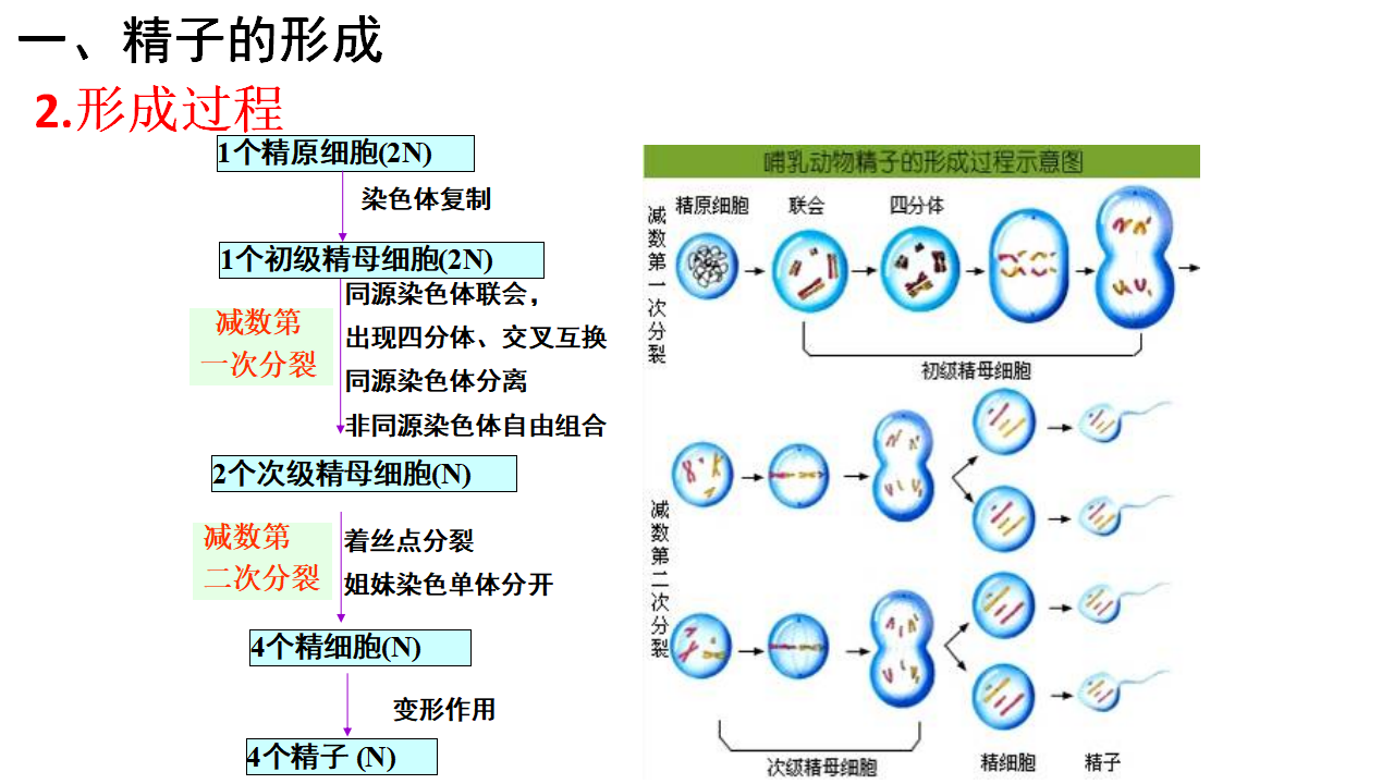 2.3.1 胚胎工程的理论基础 课件【新教材】2020-2021学年人教版（2019）高二生物选择性必修三_07.png