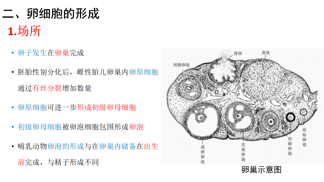 2.3.1 胚胎工程的理论基础 课件【新教材】2020-2021学年人教版（2019）高二生物选择性必修三_12.png