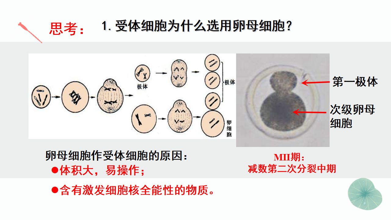 2.2.3 动物体细胞核移植技术和克隆动物（第三课时） 课件【新教材】2020-2021学年人教版（2019）高二生物选择性必修三_07.png