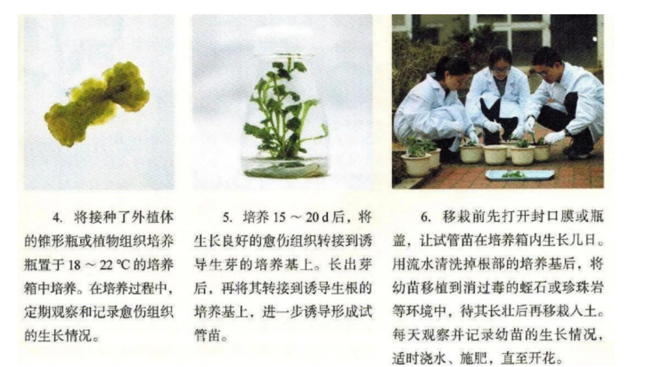 2.1.1 植物细胞工程（第一课时） 课件【新教材】2020-2021学年人教版（2019）高二生物选择性必修三_20.png