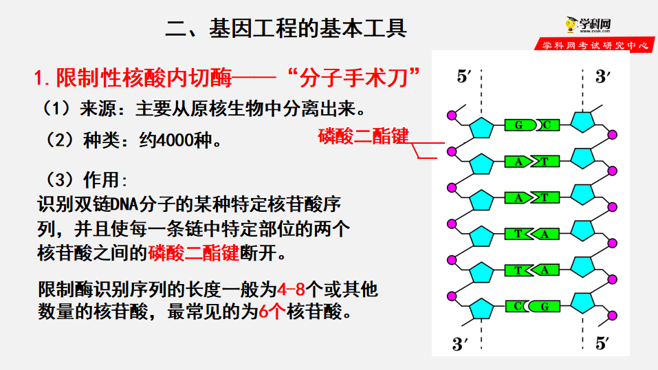 第3章第1节 重组DNA技术的基本工具（课件）-2022-2023学年高二生物备课无忧（人教版2019选择性必修3）_05.png