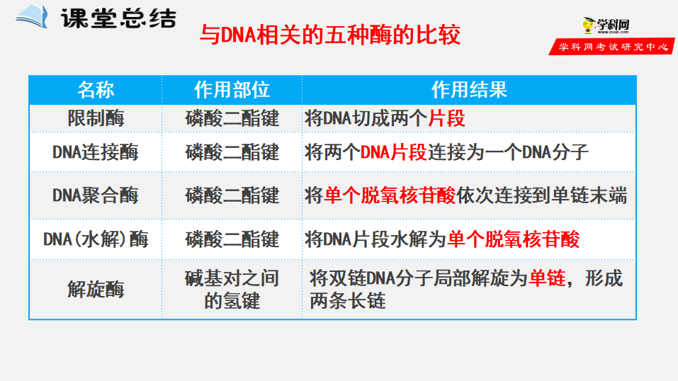 第3章第1节 重组DNA技术的基本工具（课件）-2022-2023学年高二生物备课无忧（人教版2019选择性必修3）_15.png