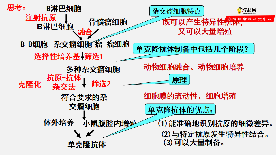 第2章第2节 动物细胞工程—动物细胞融合与单克隆抗体（课件）-2022-2023学年高二生物备课无忧（人教版2019选择性必修3）_12.png