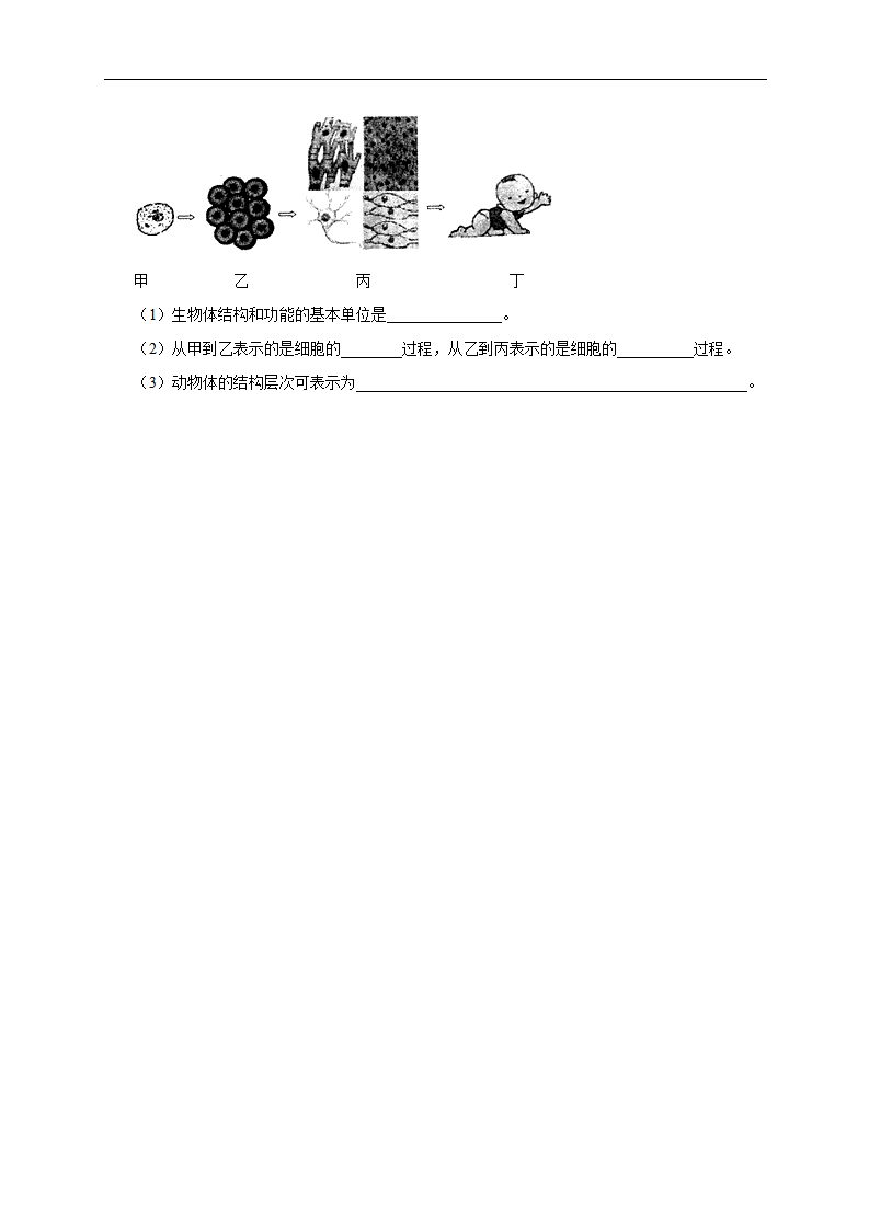 人教版七年级生物上册练习-第二单元 2.2 动物体的结构层次_03.png