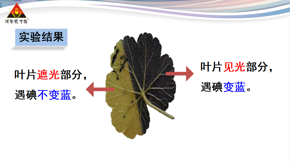 第四章 绿色植物是生物圈中有机物的制造者_14.png
