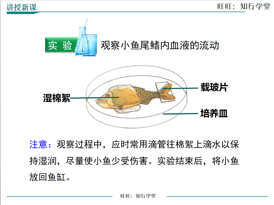 第二节 血流的管道——血管_06.png