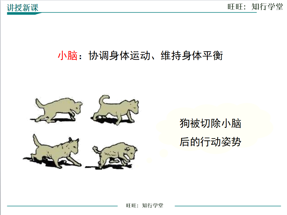 第二节 神经系统的组成_14.png