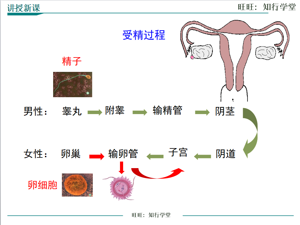 第二节  人的生殖_11.png