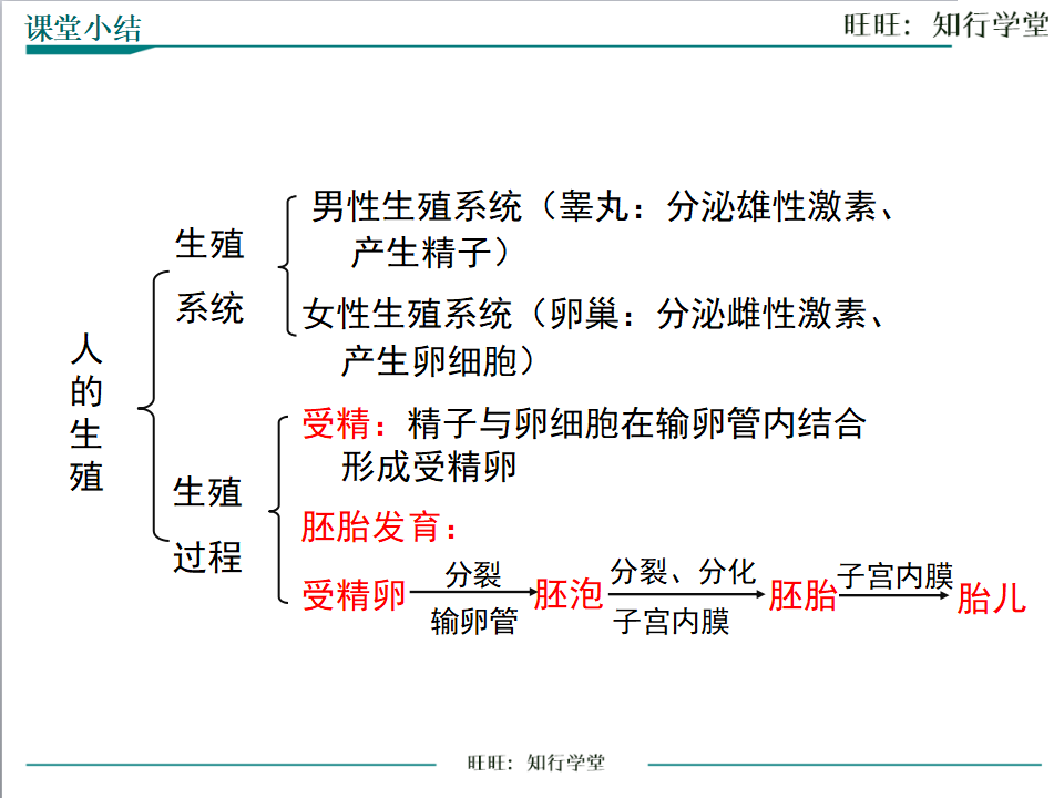 第二节  人的生殖_19.png