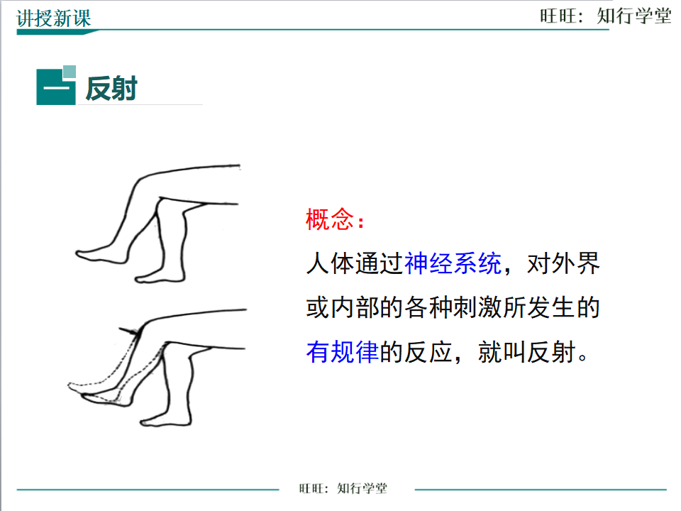 第三节 神经调节的基本方式_04.png
