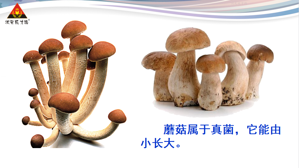 第一节 生物的特征_27.png