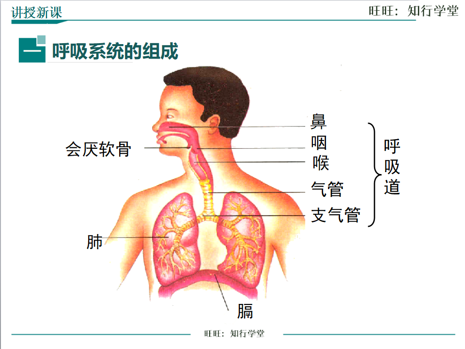 第一节 呼吸道对空气的处理_04.png