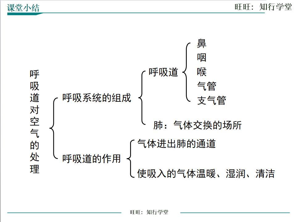 第一节 呼吸道对空气的处理_18.png