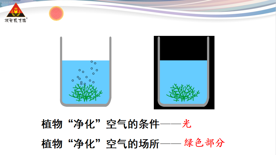 第一节 光合作用吸收二氧化碳释放氧气_14.png