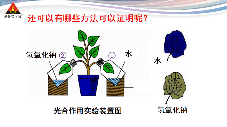 第一节 光合作用吸收二氧化碳释放氧气_17.png