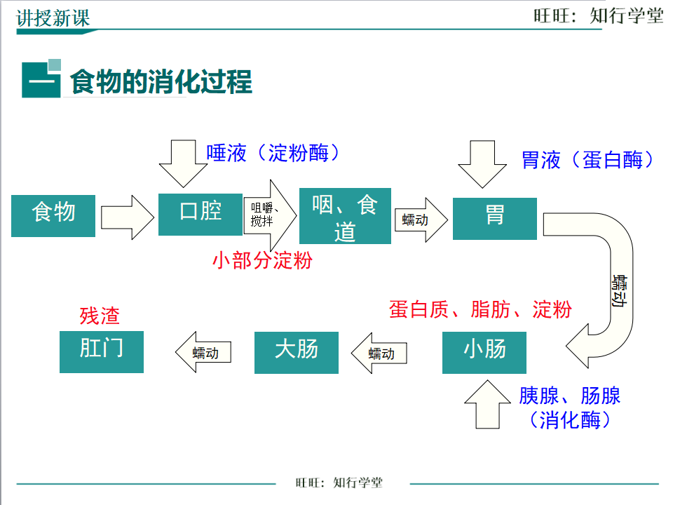 第2课时 食物的消化过程和营养物质的吸收_04.png