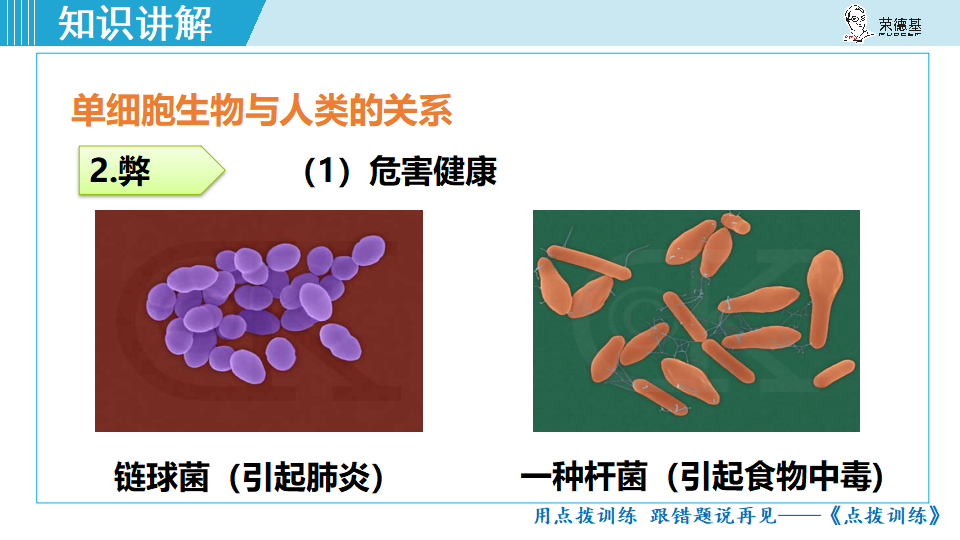生物-课时--第四节单细胞生物_25.png